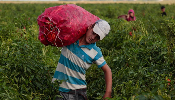 Según datos de la ONU correspondientes a 2019, el 70% del trabajo infantil está en la agricultura. Foto: Unicef.
