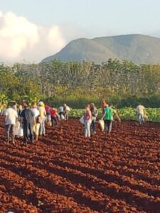 Los jóvenes protagonistas de la Caravana de la Libertad también multiplican su quehacer en la producción de alimentos.