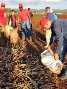 Trabajadores del INDER participan en la movilización en la siembra de yuca.