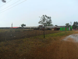 En "La Finca" se gesta en la finca Pineda de Camilo 2 en Pedro Betancourt.