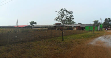 En "La Finca" se gesta en la finca Pineda de Camilo 2 en Pedro Betancourt.