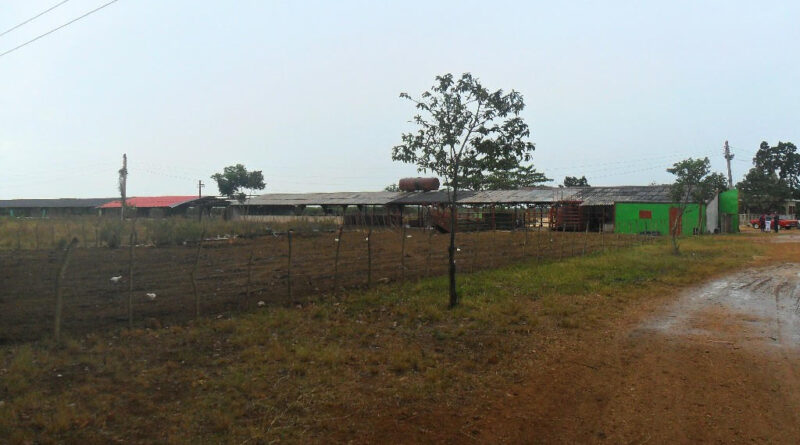 En "La Finca" se gesta en la finca Pineda de Camilo 2 en Pedro Betancourt.