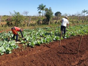 Competencia de habilidades agropecuarias.