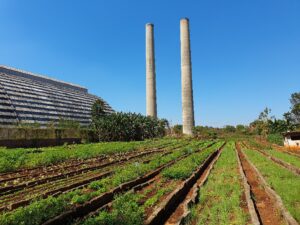 El organopónico Cuba Libre está enclavado en el barrio en transformación del mismo nombre.