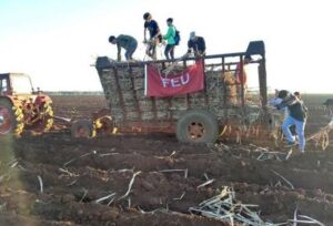 Jóvenes matanceros de la UJC en trabajo productivo