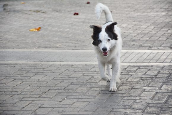 Lobito