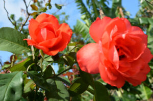 Mayo, mes de flores y lluvia