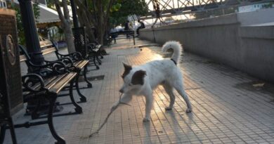 Lobito.