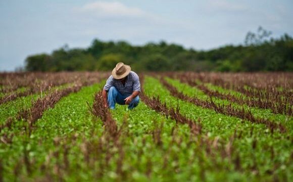 La agricultura en Colón precisa acciones concretas para la producción de alimentos