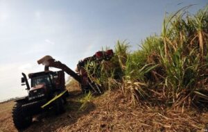 Laboran azucareros de Matanzas en recta final de zafra