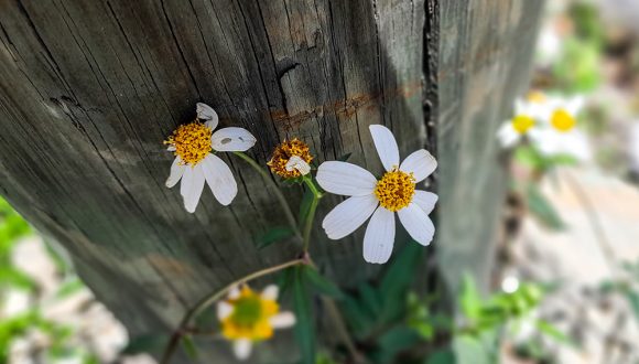 caprichos de la naturaleza 2
