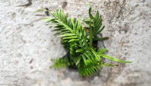 El verde de la plantas nos sorprenden en los lugares más insospechados. Foto: Abel Padrón Padilla/ Cubadebate