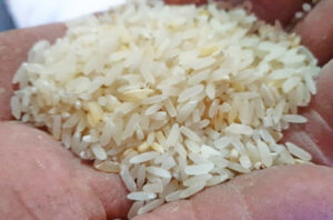 Escasez y precios del arroz complica la economía hogareña