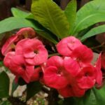 La jardinería, una terapia antiestrés (+fotos)
