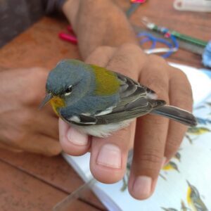 Una estación de anillamiento de aves permite conocer sobre las dinámicas de sus poblaciones. Foto: Cortesía del entrevistado.