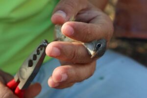 La información obtenida sobre diferentes especies tributa al Corredor Biológico de Aves del Caribe. Foto: Cortesía del entrevistado.