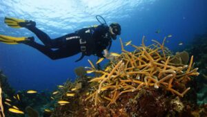 La restauración del arrecife de coral en Laguna de Maya es una de las actividades fundamentales que se acomete para garantizar la salud del área. Foto: Luis Muiño. Cortesía del entrevistado.