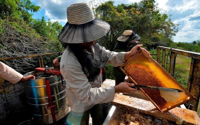 Los apicultores continúan demostrando su alto compromiso con esta prioridad para la economía cubana. Foto: Archivo
