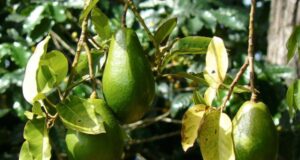 Intercambian productores sobre cultivo, comercialización y exportación del aguacate
