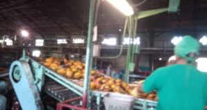 Inmersa Fábrica de conservas Planta Libertad de Colón en la campaña del mango