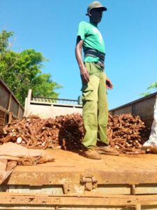 Fueron extraídos 40 quintales de yuca destinados a la alimentación de los betancoureños.