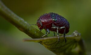Alcanza cardenense Gran Premio en Naturaleza Digital
