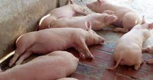 Recomiendan uso de productos homeopáticos en la alimentación de los cerdos