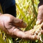 CCS Juan de Mata Reyes: Producir arroz para el pueblo