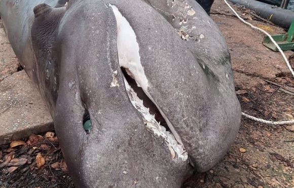 Capturan tiburón de gran tamaño en Matanzas