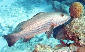 Alertan sobre comercialización de especies de peces tóxicas en Matanzas