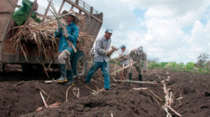 Reconocen en Matanzas urgencia de sembrar caña