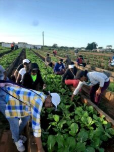 Cárdenas: Otra jornada de trabajo voluntario en el Zeopónico