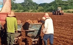 Avanza programa de siembra de papa ecológica