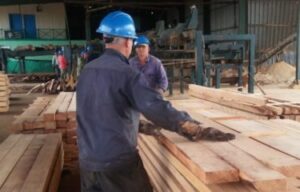 Empresa Agroforestal Matanzas: “plantada” con buenas raíces