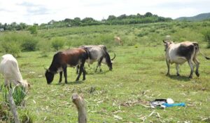 Avanza en Matanzas ejercicio de control de la tierra y ganado