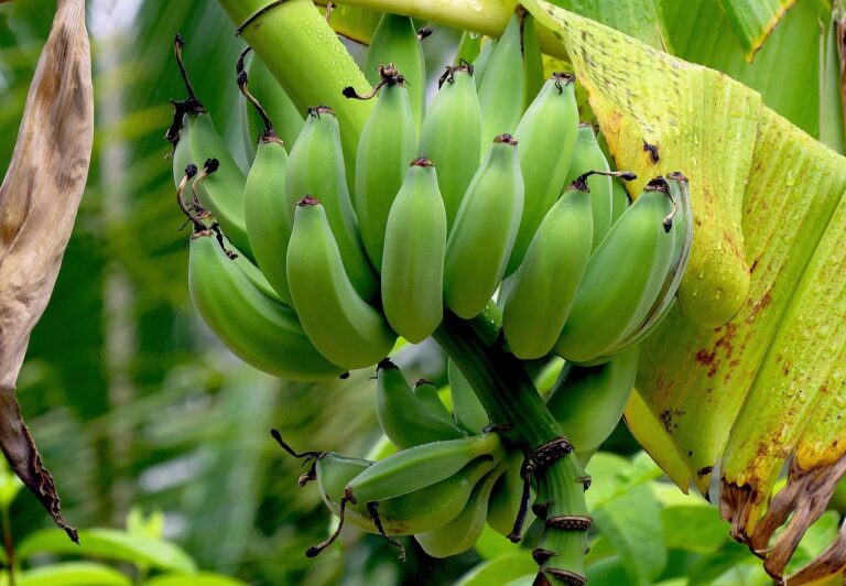 Las formas productivas de Cuba podrían garantizar los suministros de productos agrícolas frescos que requiere el turismo. Foto: truller / Pixabay