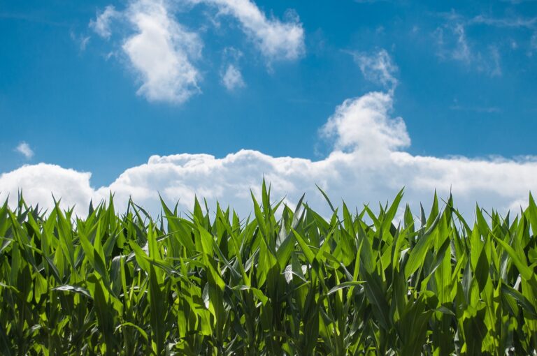 Resiliencia Climática en tierras de cultivo de Cuba. Foto: Rudy and Peter Skitterians/Pixabay