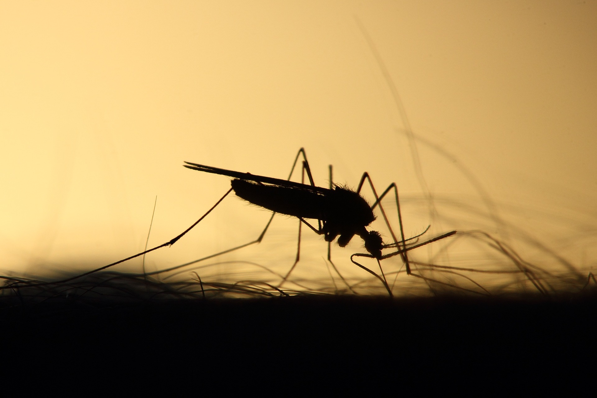 El cuadro clínico que se manifiesta como consecuencia de la enfermedad es leve, precedido por un periodo de incubación de cinco a siete días. Foto: Pete/Pixabay
