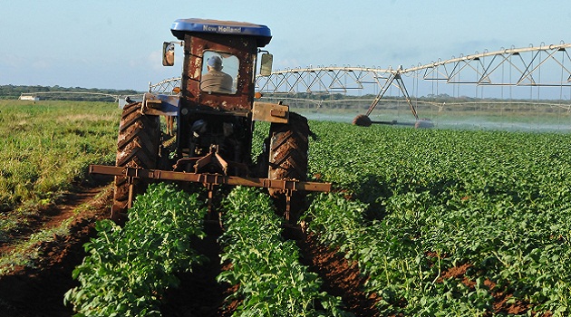 Incrementan áreas de cultivo en Matanzas durante campaña de primavera