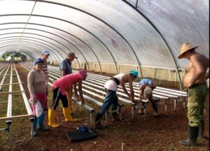 Montaje de los semilleros de cepellón para la postura de tabaco en la Empresa de Acopio y Beneficio del Tabaco Matanzas, vitales para el desarrollo de la campaña tabacalera 2025-2026 (fotos facilitadas por Yaneisy Valdespino Arbolaes)