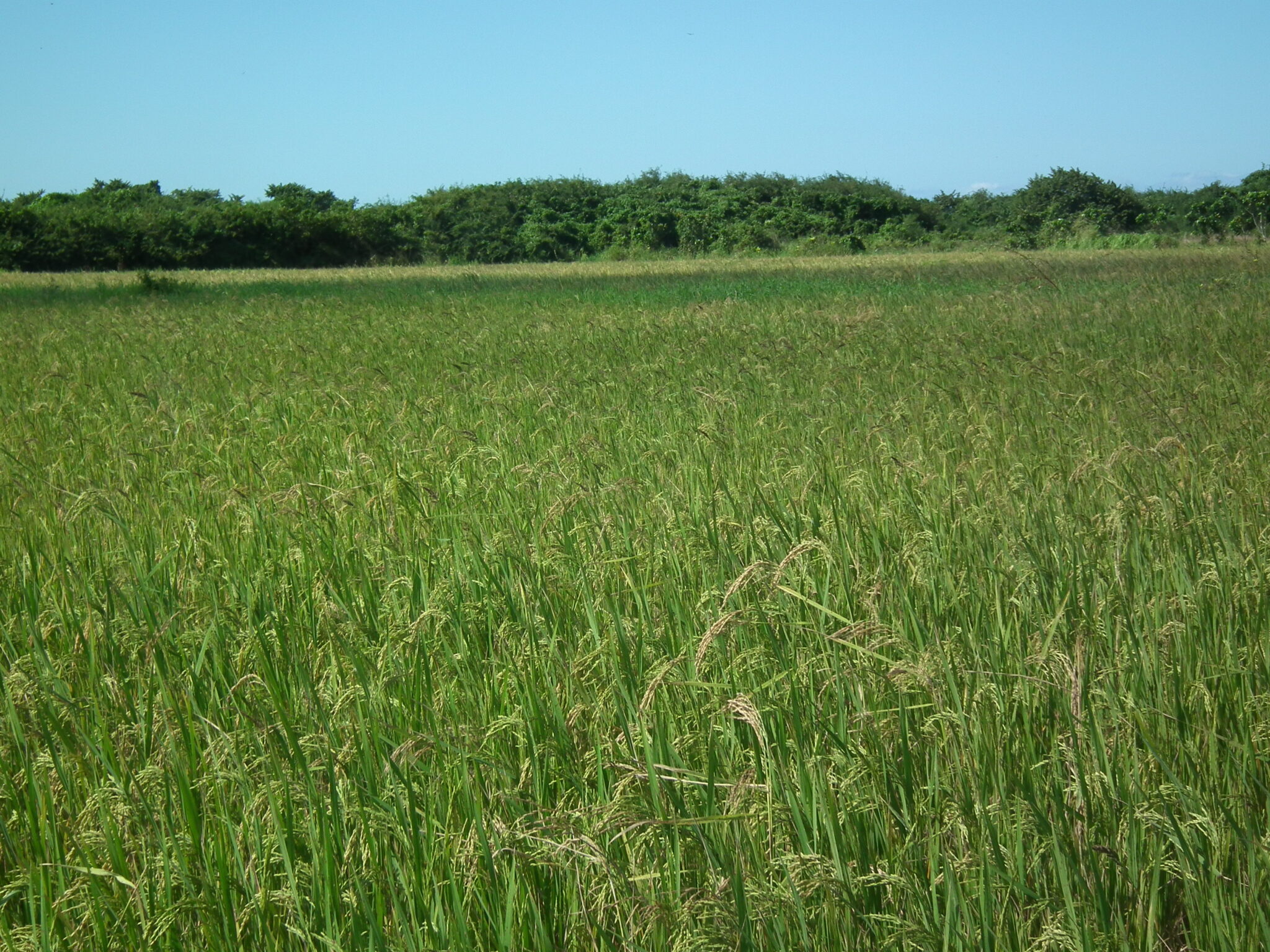 Matanza Rice Mireya Fundora: A Rice Farmer in La Angelina (+photos). – Radio 26 ...