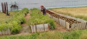 Todavía en algunos colectivos siguen sin entender el valor de pedir tierras ociosas o de cultivar áreas cercanas a sus centros laborales. Foto: Tomada del Facebook de la Universal Matanzas.
