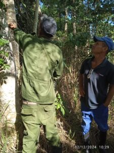 La primera medición de un árbol en el campo para su tala.