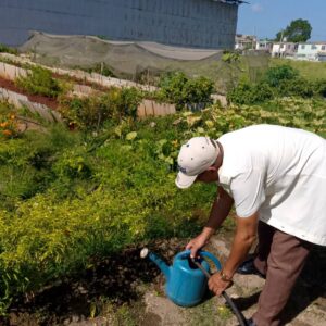 Los jubilados decisivos en la producción de alimentos. Foto: Tomada del Facebook de la Universal (Uni Matanzas).